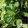 Menthe frisée BIO** - Mentha crispa cristata