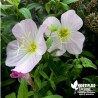 Oenothera speciosa rose