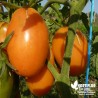 Tomate 'Banane Orange' - Solanum lycopersicum 'Orange banana'