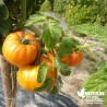 Tomate 'Ananas' greffée - Solanum lycopersicum 'Ananas'