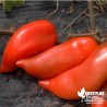 Tomate 'Cornue des Andes' greffée - Solanum lycopersicum 'Cornue des Andes'