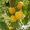 Tomate 'Etoile d'Anvers' blanche - Solanum lycopersicum 'Etoile d'Anvers'