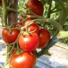 Tomate 'Montfavet' - Solanum lycopersicum 'Montfavet 63/5 F1'