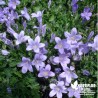 Campanule muralis - Campanula portenschlagiana