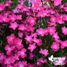 Oeillet 'Kahori' - Dianthus gratianopolitanus 'Kahori'