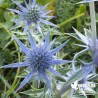 Chardon bleu - Eryngyum planum