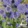 Chardon boule violet - Echinops ritro