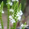 Physostegia blanc