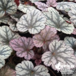 Heuchera 'Crazy Plum' ® -...