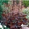 Heuchera micrantha 'Palace Purple'