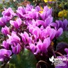 Cyclamen de Naples rose - Cyclamen neapolitanum