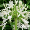 Agapanthe blanche - Agapanthus umbellatus 'Albus'