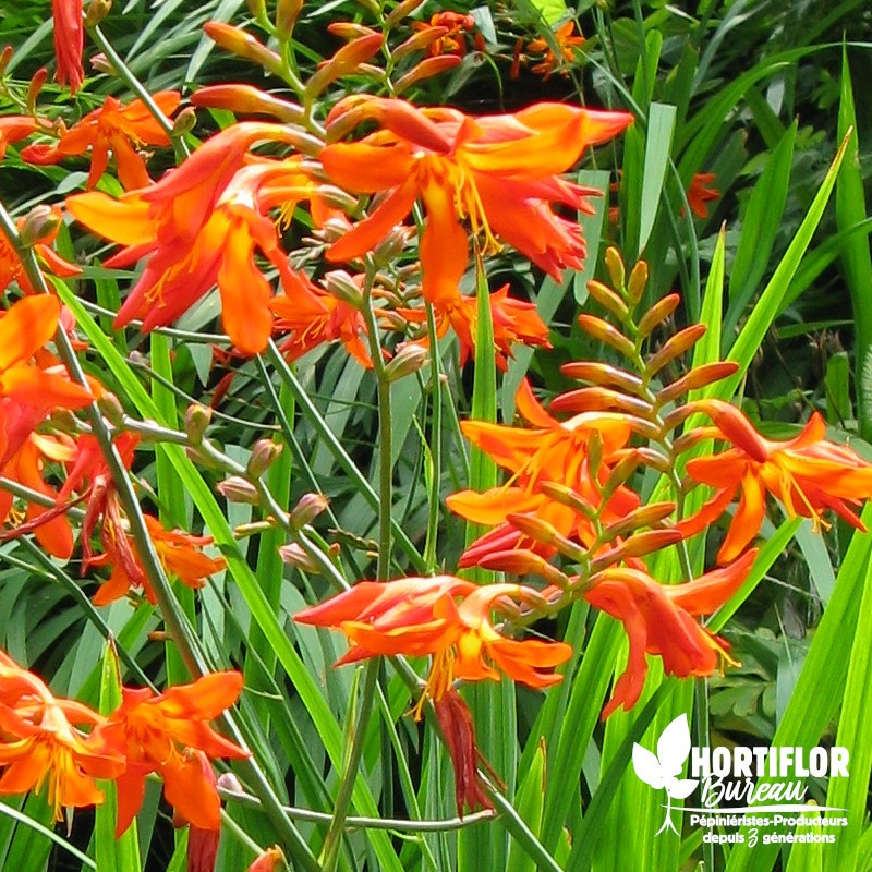 Crocosmia 'Mistral'