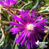 Delosperma cooperi 'Table Mountain' - Pourpier vivace