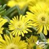 Delosperma jaune 'Wheel of Wonder Yellow'®