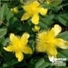 Millepertuis - Hypericum calycinum