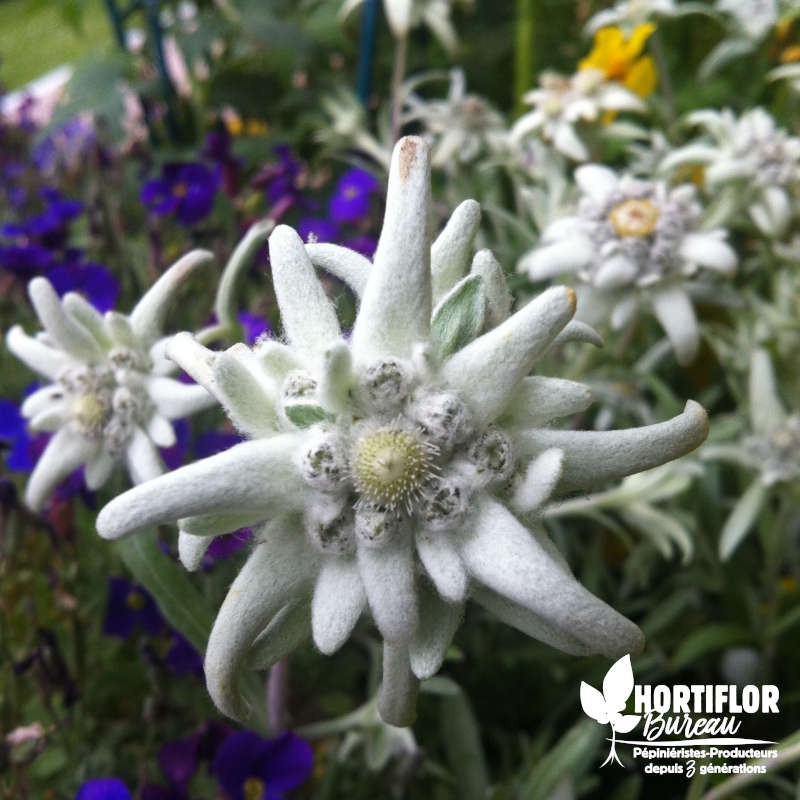 Edelweiss des Alpes - Leontopodium alpinum