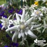 Edelweiss des Alpes - Leontopodium alpinum