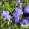 Grande pervenche bleue - Vinca major