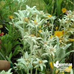 Edelweiss des Alpes - Leontopodium alpinum