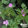 Géranium Herbe à Robert - Geranium robertianum