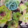 Succulente (Aeonium, Echeveria, Sempervirum...)