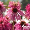 Echinacea purpurea 'Double Decker' (Rudbeckia)