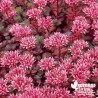 Sedum spurium rouge