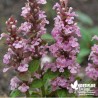 Bugle Rose - Ajuga reptans 'Purple Torche'