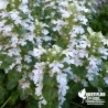 Bugle blanc - Ajuga reptans 'Alba'