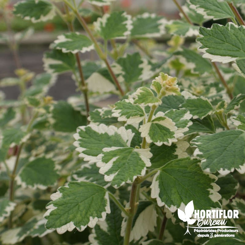 Plectranthus suspension