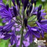 Agapanthe 'Purple Delight' violette - Agapanthus X