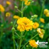 Benoîte jaune - Geum 'Lady Stratheden'