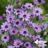 Catananche coerulea bleue