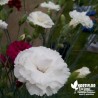 Oeillet anglais 'Memories®' - Dianthus plumarius x