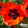 Pavot d'Orient 'Allegro' - Papaver orientalis