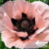 Pavot d'Orient 'Louise' - Papaver orientalis