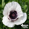 Pavot d'Orient 'Royal Wedding' - Papaver orientalis