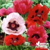 Pavots d'Orient variés - Papaver orientalis