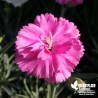 Oeillet anglais 'Tickled Pink'® - Dianthus plumarius