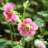 Mauve du Cap - Anisodontea capensis