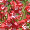 Penstemon 'Le Phare' rouge