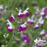 Salvia greigii 'Amethyst Lips' - Sauge greigii 'Amethyst Lips'