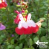 Salvia microphylla 'Hot Lips' - Sauge microphylla 'Hot Lips'