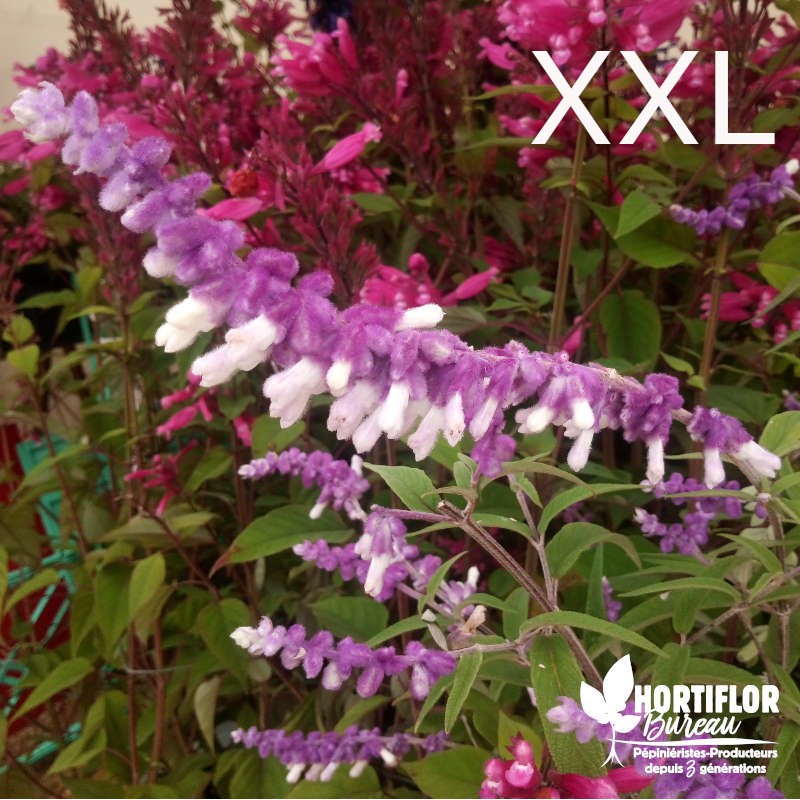 Sauge velours mexicaine - Salvia leucantha (3L)