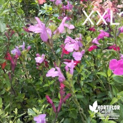 Salvia microphylla...