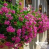 Géranium lierre 'Cascade rose' - geranium peltatum