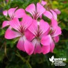 Géranium lierre 'Cascade rose' - geranium peltatum