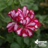 Geranium lierre double Bicolore - Geranium peltatum