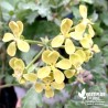 Pélargonium fantaisie 'Gibbosum'